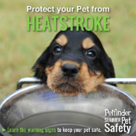 Protect Pets From Heatstroke