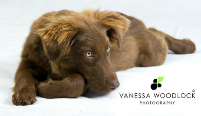 Vanessa Woodlock Photography