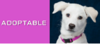 Adoptable Dogs